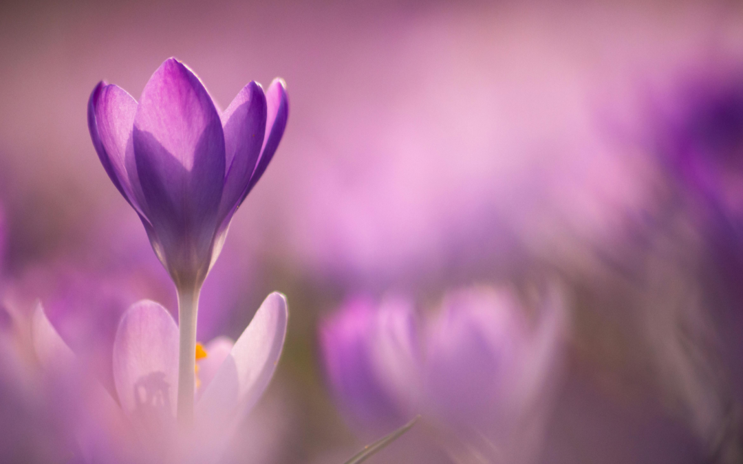 Why Your Mood Crashes When Spring Arrives